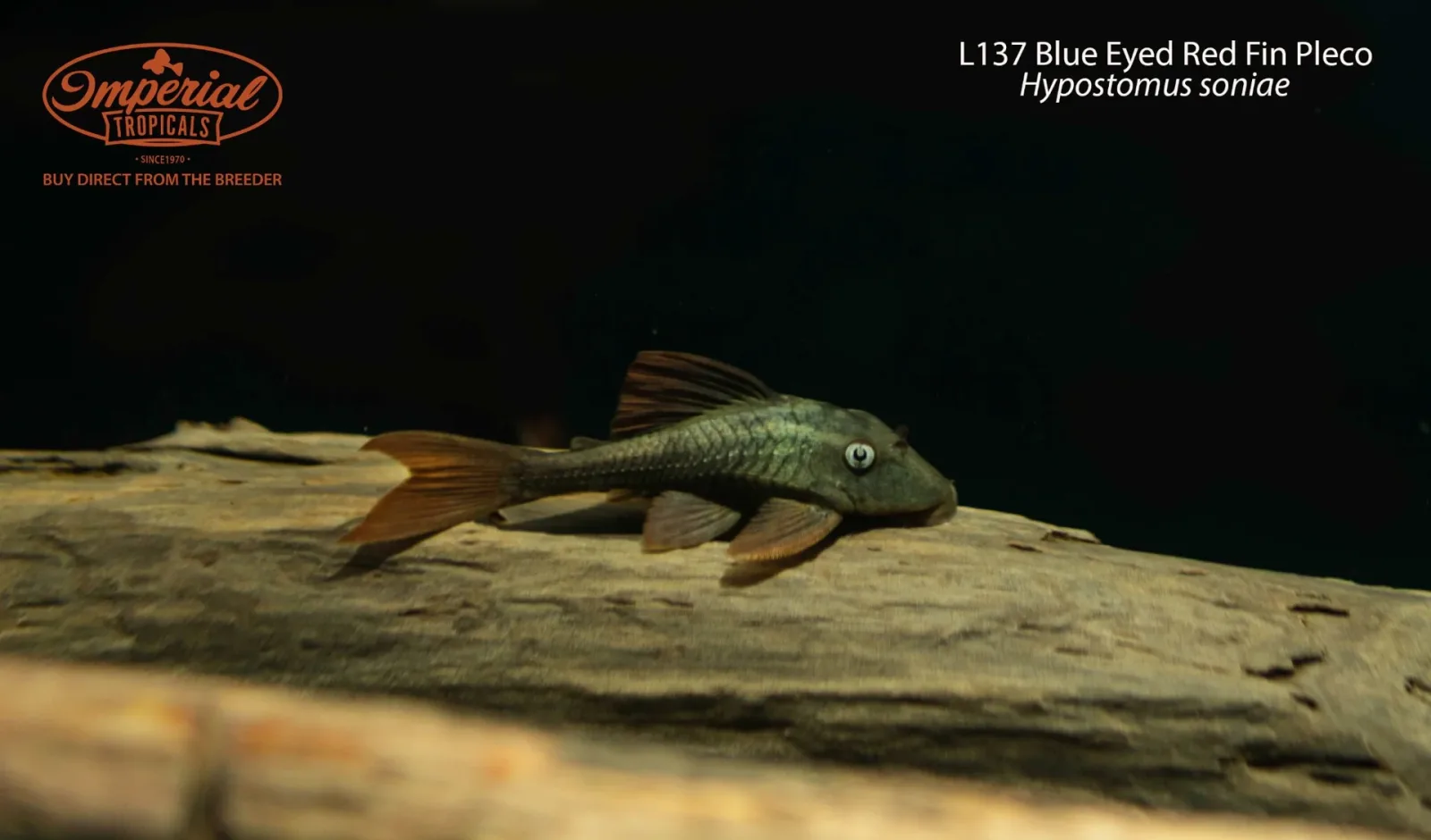 L137 Blue Eyed Red Fin Pleco