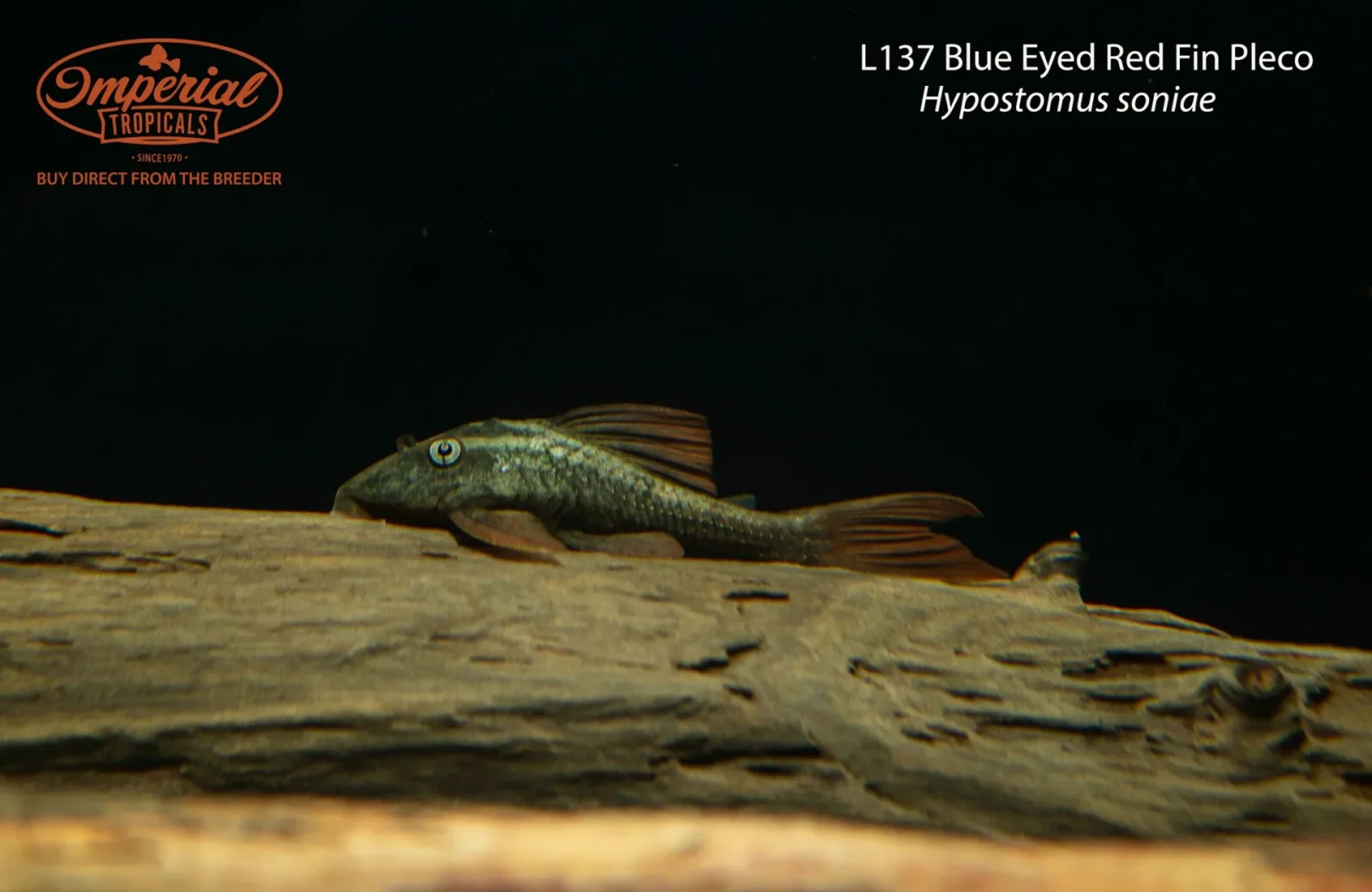 L137 Blue Eyed Red Fin Pleco - Image 2