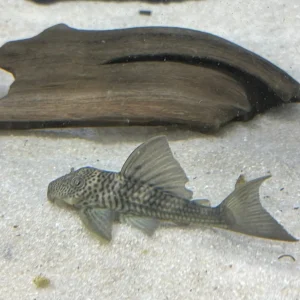 L141 Ghost Pleco