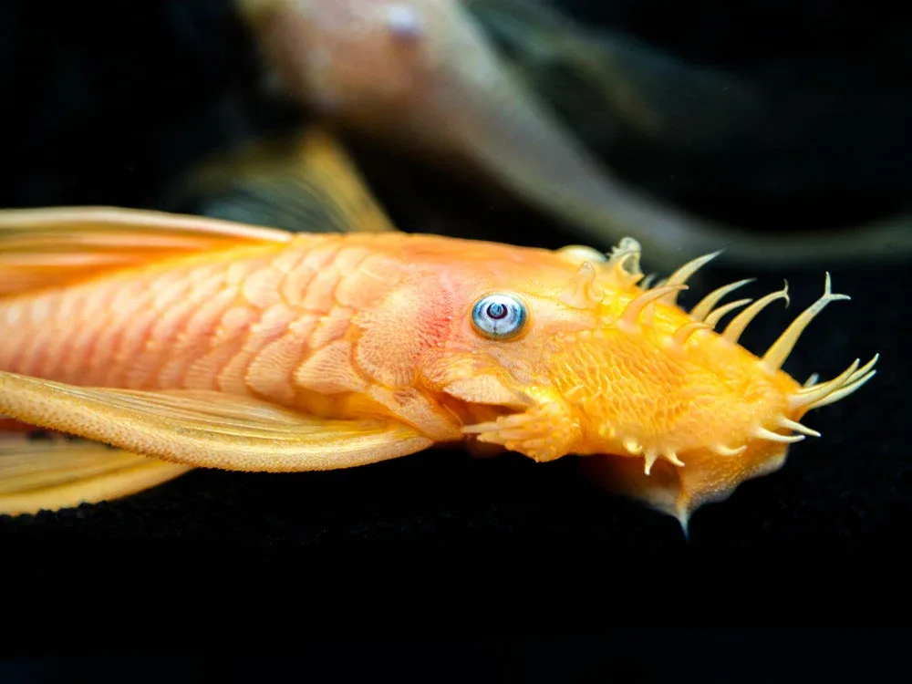 L144a Longfin Blue Eye Lemon Bristlenose Pleco (Ancistrus sp.) - Tank-Bred! - Image 2