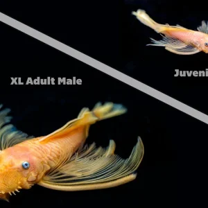 L144a Longfin Blue Eye Lemon Bristlenose Pleco (Ancistrus sp.) - Tank-Bred!