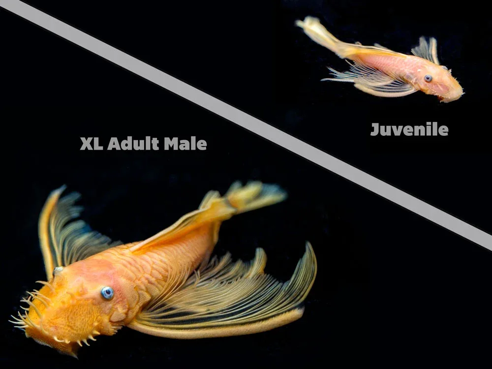L144a Longfin Blue Eye Lemon Bristlenose Pleco (Ancistrus sp.) - Tank-Bred!