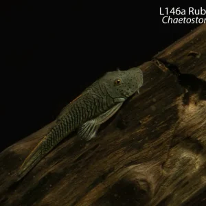 L146a Rubber Lip Pleco