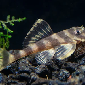 L168 Butterfly Pleco (Dekeyseria Picta) - Tank Bred
