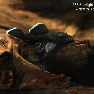 L183 Starlight Bushynose Pleco