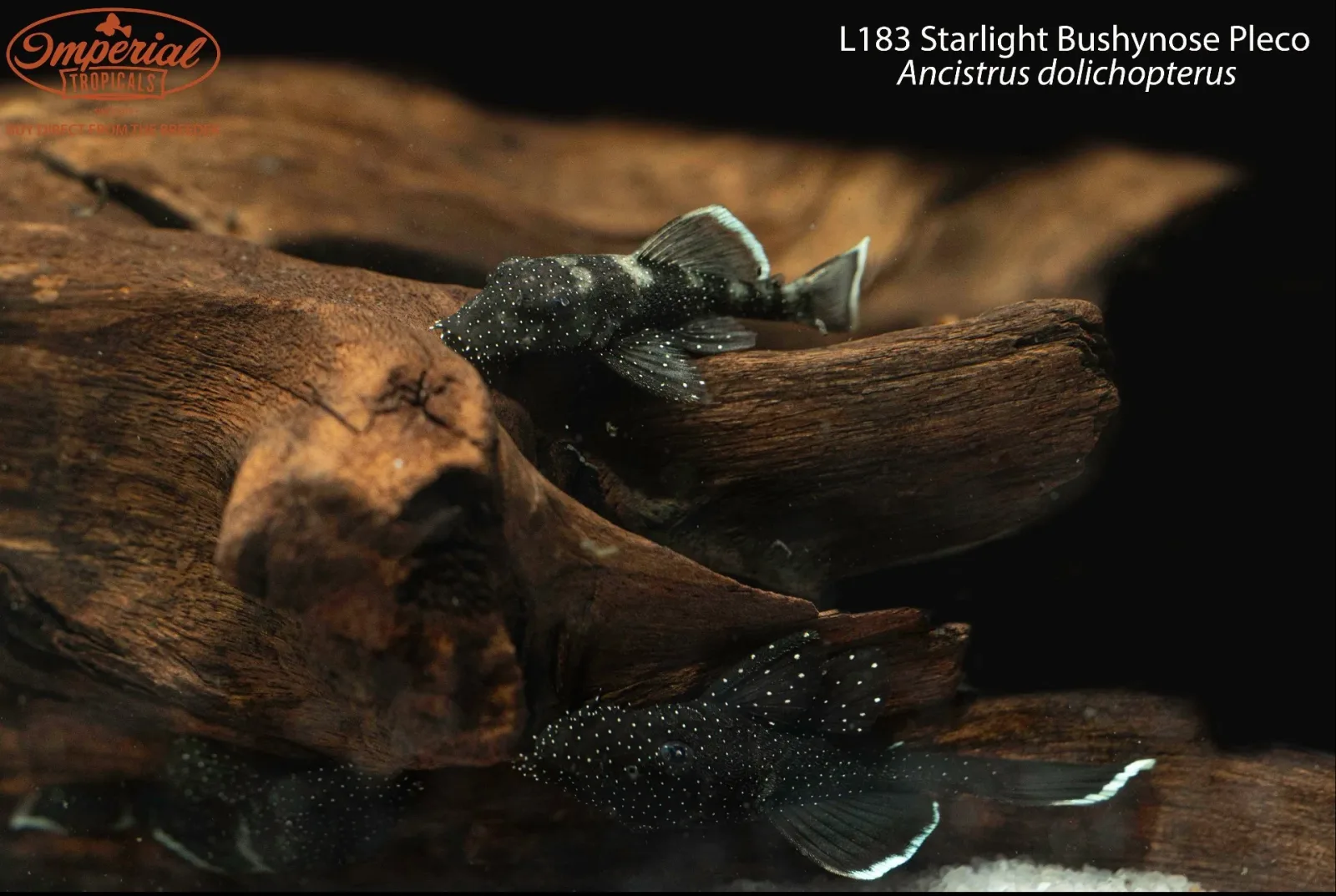 L183 Starlight Bushynose Pleco - Image 2