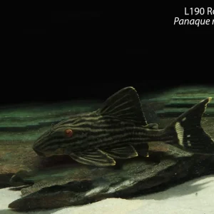 L190 Royal Pleco
