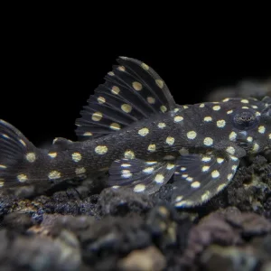 L201 Snowball AKA Orinoco Angel Pleco (Hypancistrus sp.)