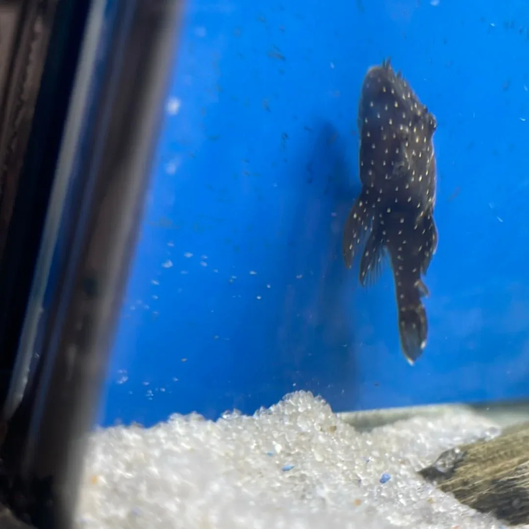L255 Spotted Medusa Pleco - Image 2