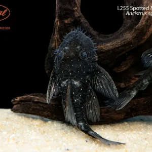 L255 Spotted Medusa Pleco