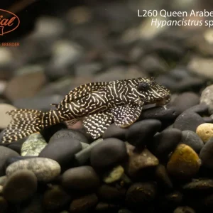 L260 Queen Arabesque Pleco (Hypancistrus sp. (L260))
