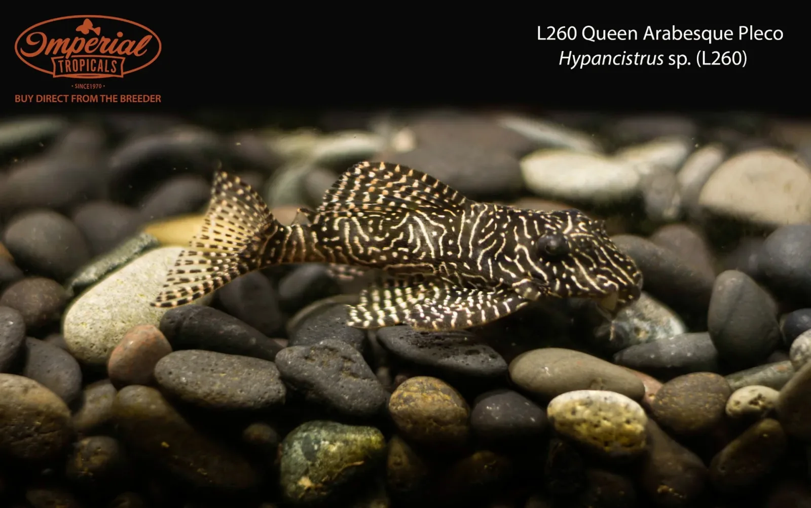 L260 Queen Arabesque Pleco (Hypancistrus sp. (L260)) - Image 2