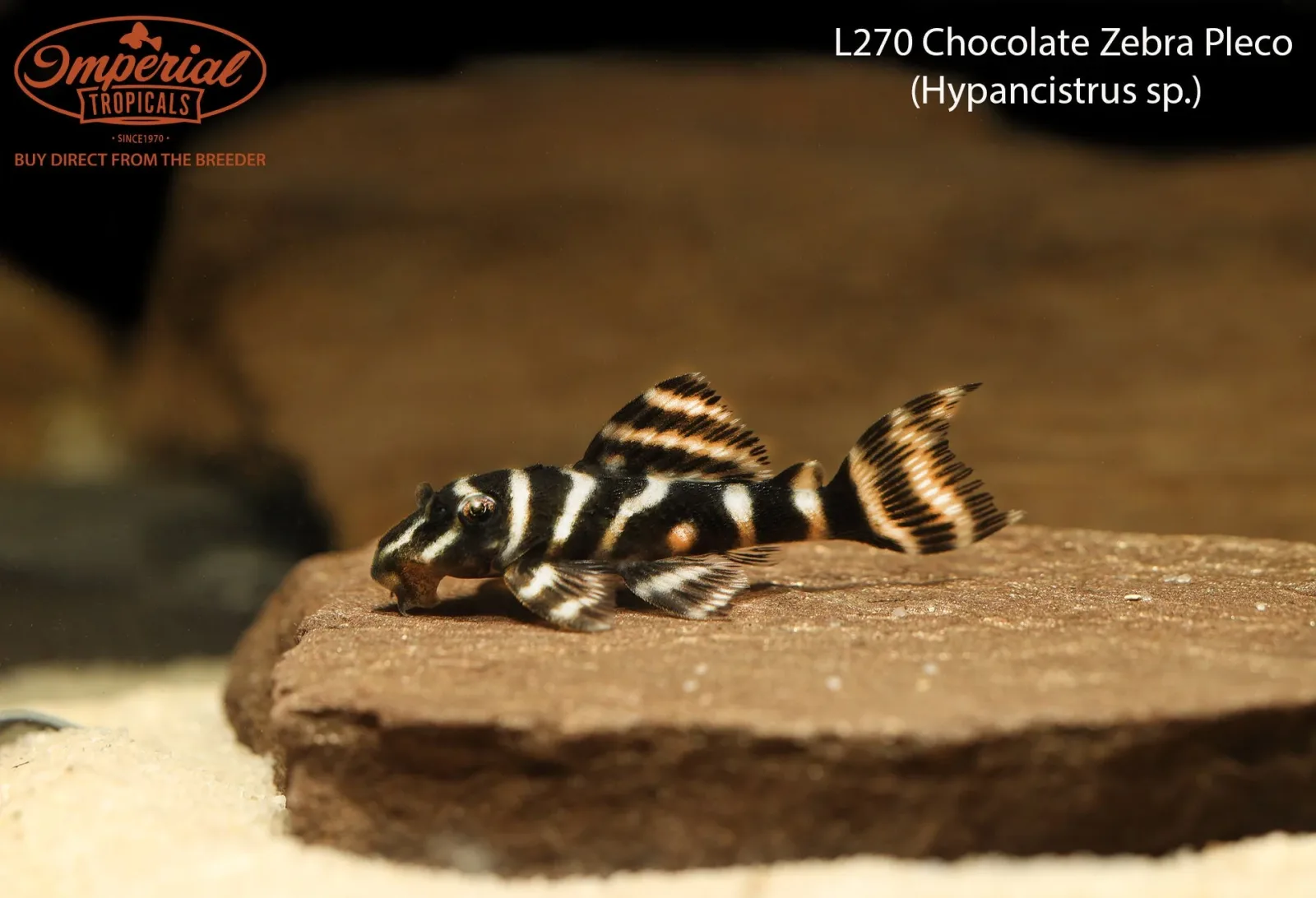 L270 Chocolate Zebra Pleco - Image 2