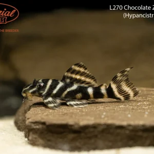 L270 Chocolate Zebra Pleco