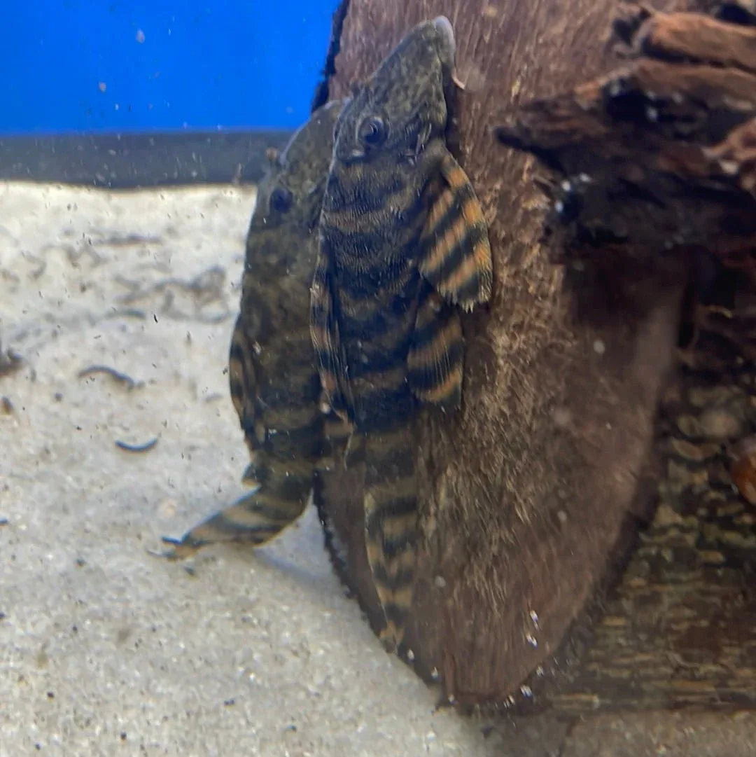 L271 Red Flame Pleco - Image 2