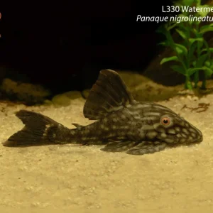 L330 Watermelon Pleco (Panaque nigrolineatus laurafabianae)