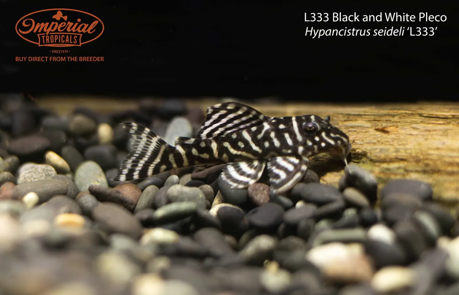 L333 Black and White Pleco (Hypancistrus seideli ‘L333’) - Image 2