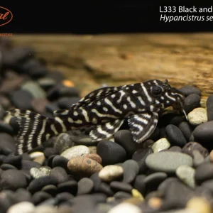 L333 Black and White Pleco (Hypancistrus seideli ‘L333’)