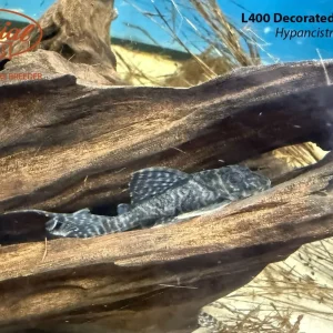 L400 Decorated Zebra Pleco