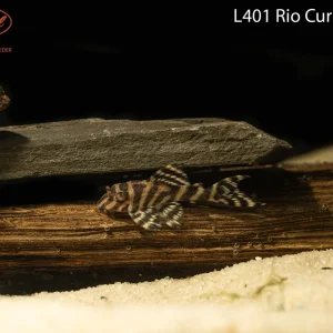 L401 Rio Curua Pleco
