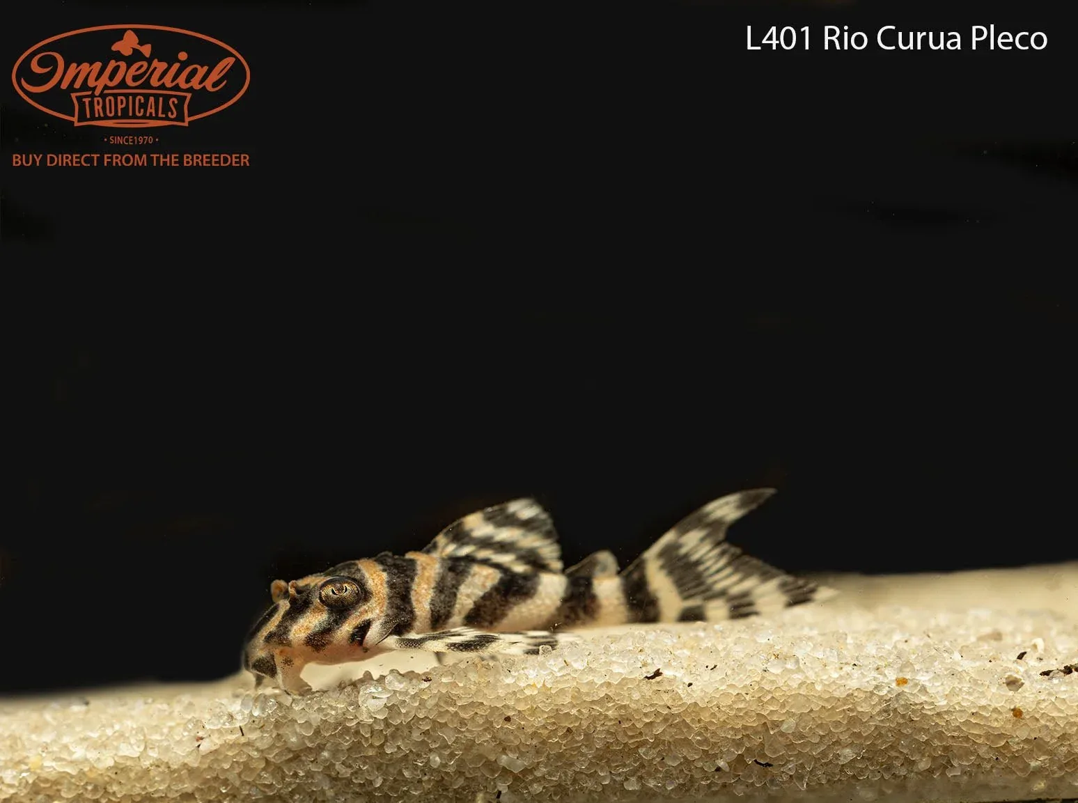 L401 Rio Curua Pleco - Image 2