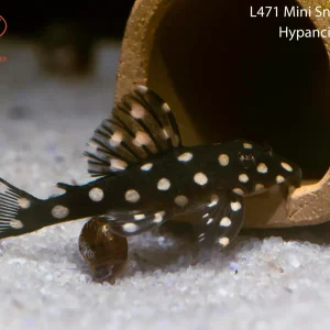 L471 Mini Snowball Pleco