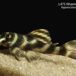 L475 Nhamunda Zebra Pleco