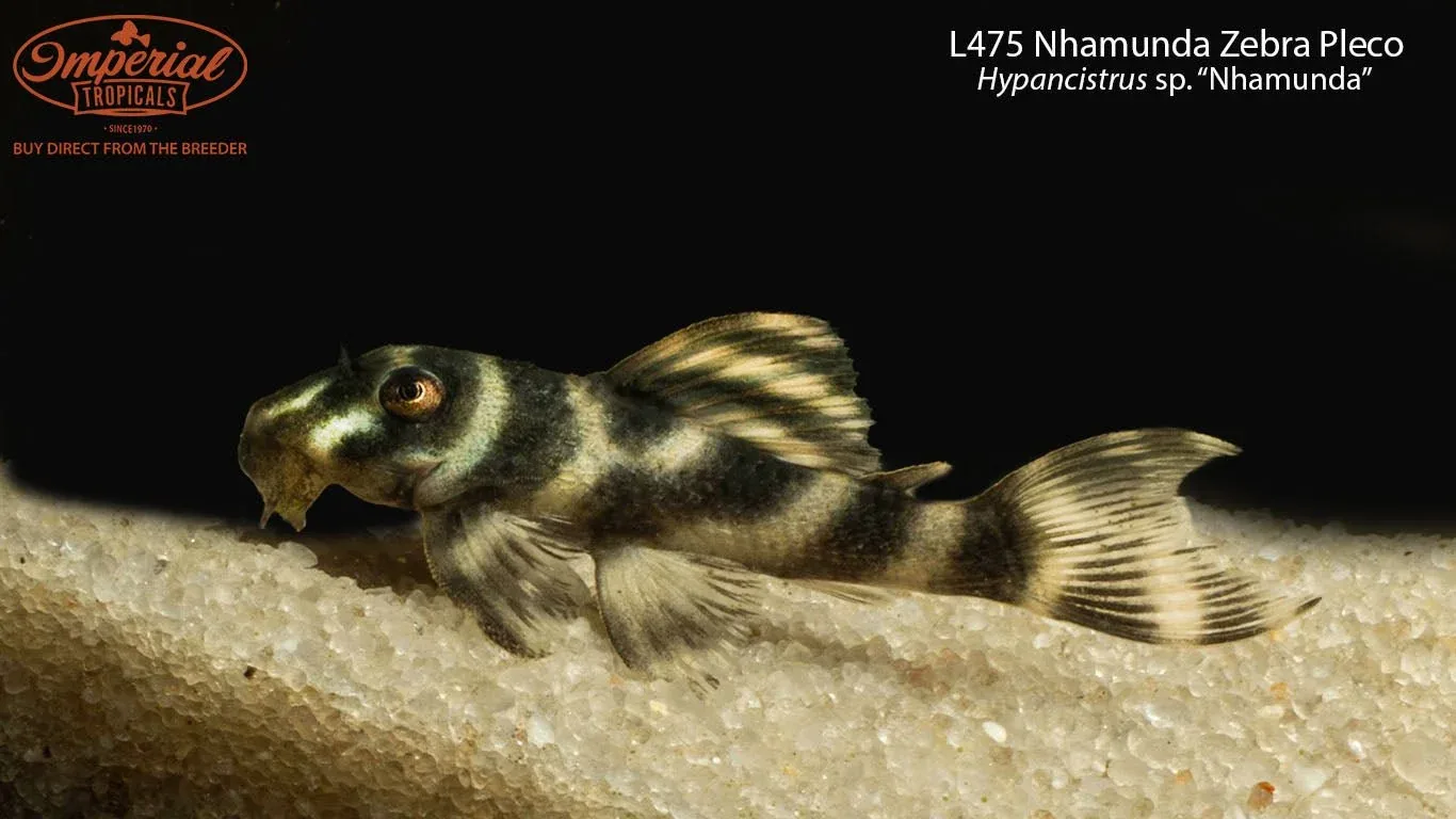 L475 Nhamunda Zebra Pleco