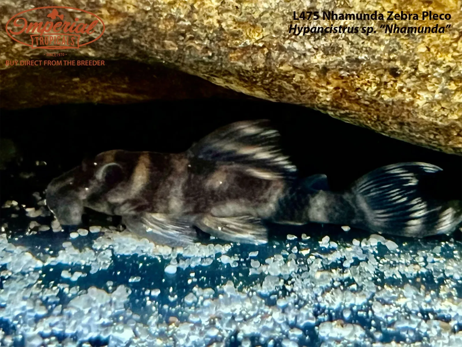 L475 Nhamunda Zebra Pleco - Image 2