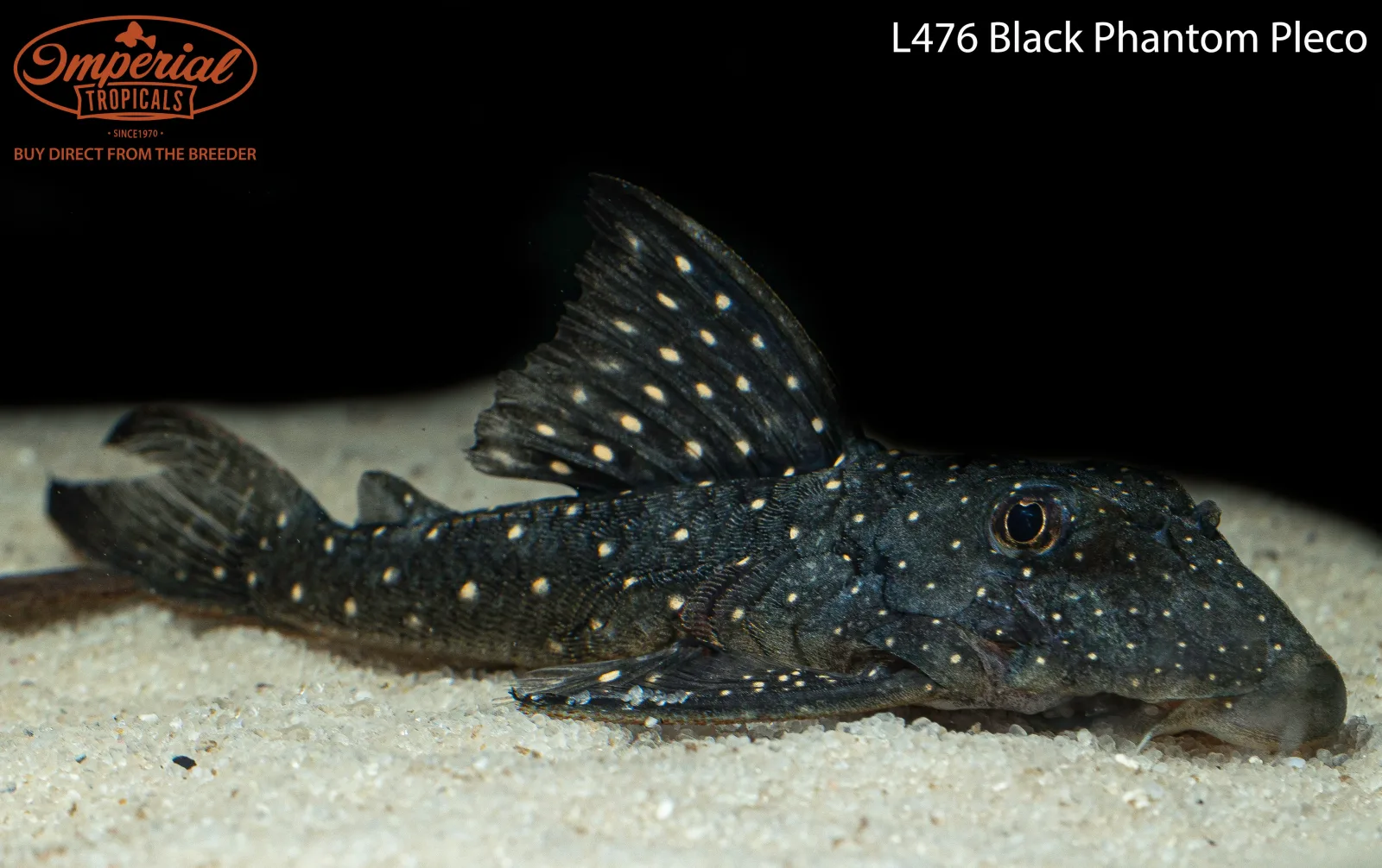 L476 Black Phantom Pleco - Image 2