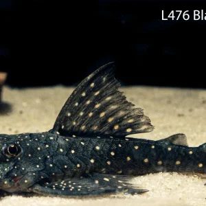 L476 Black Phantom Pleco