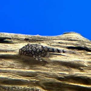 L519 Ancistrus sp. "Rio Itenez”