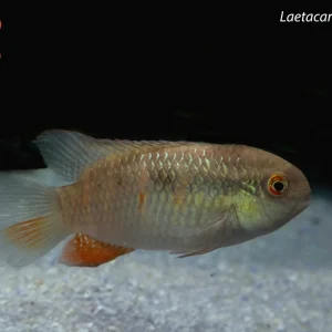 Laetacara fulvipinnis