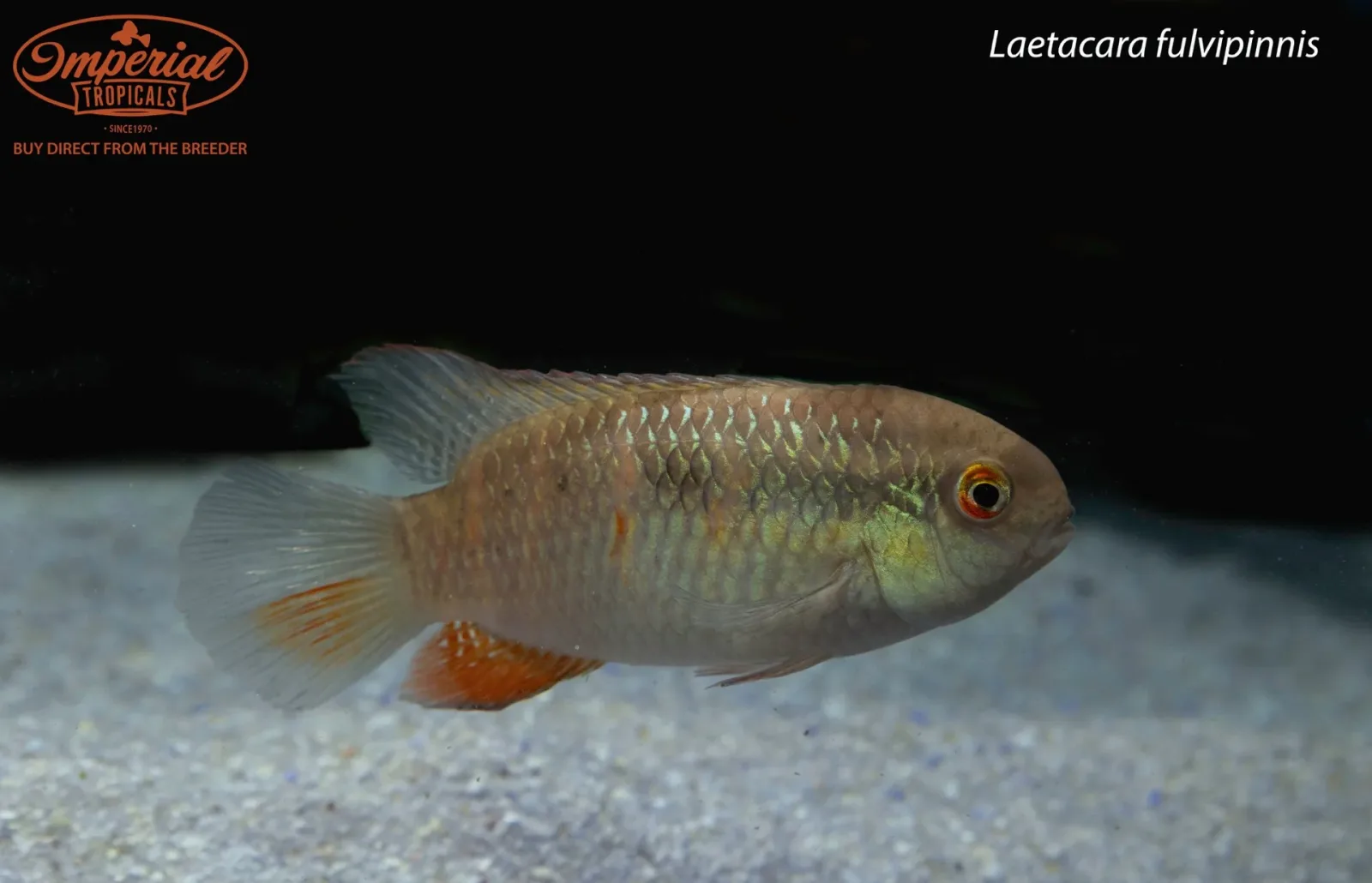 Laetacara fulvipinnis
