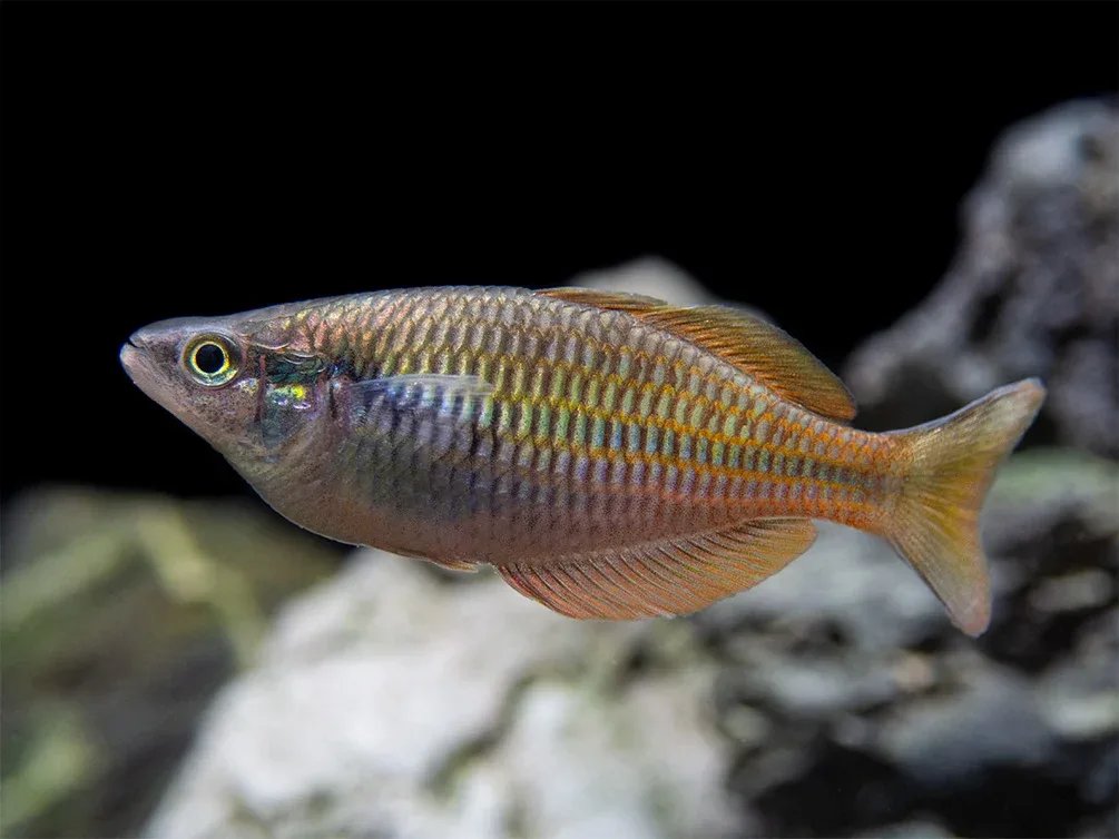 Lake Kurumoi Sunset Dwarf Rainbowfish (Melanotaenia parva), Tank-Bred! - Image 2