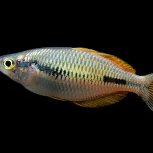 Lake Kurumoi Sunset Dwarf Rainbowfish (Melanotaenia parva), Tank-Bred!