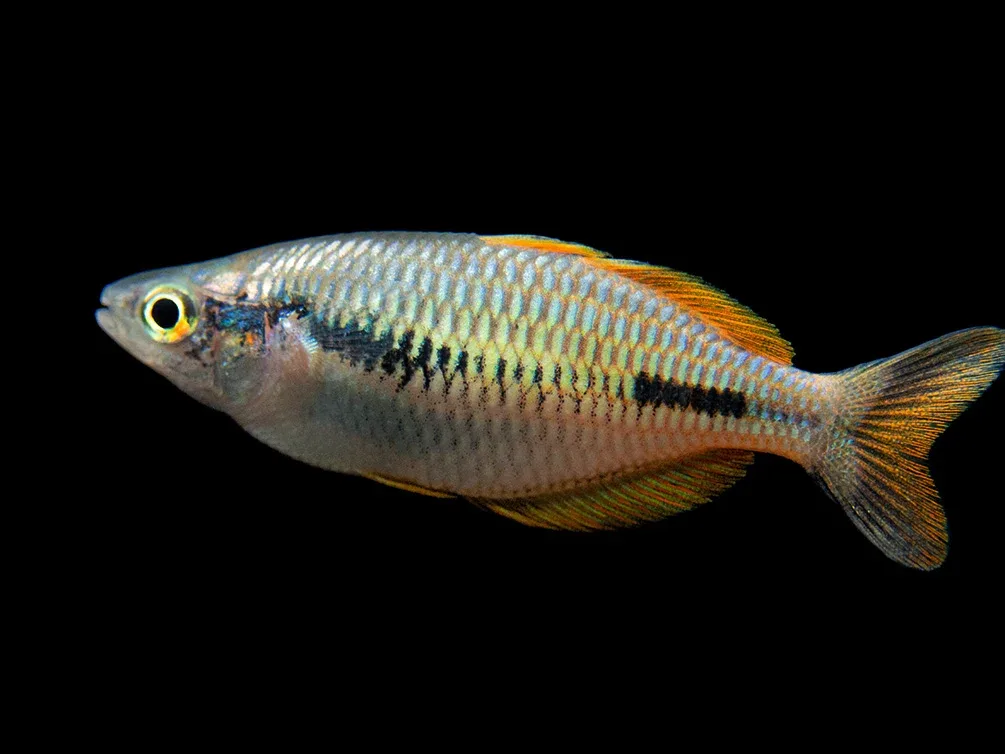 Lake Kurumoi Sunset Dwarf Rainbowfish (Melanotaenia parva), Tank-Bred!