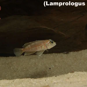 Lamprologus meleagris