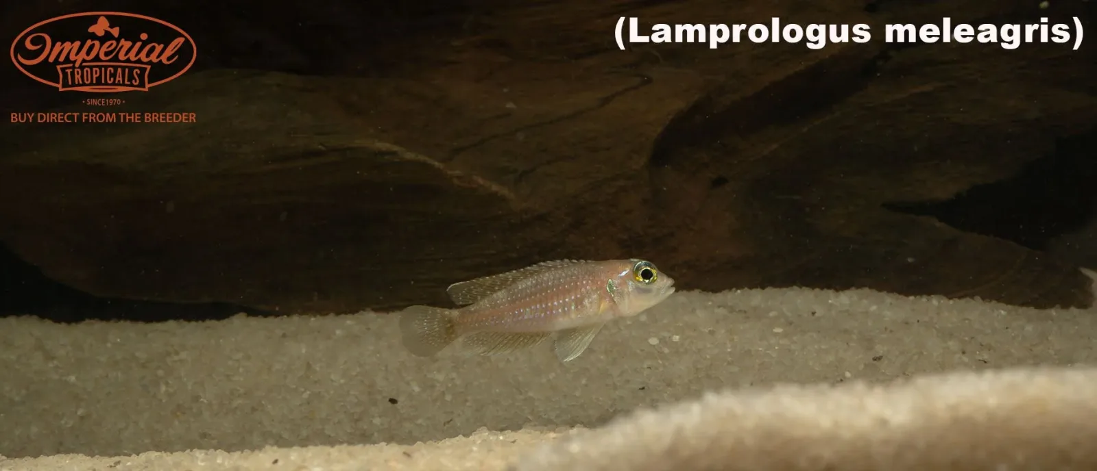 Lamprologus meleagris - Image 2