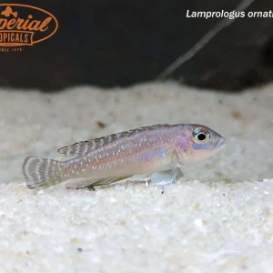 Lamprologus ornatipinnis