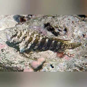 Lawnmower Blenny