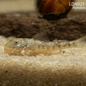 LDA025 Pitbull Pleco