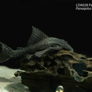 LDA028 Panaque Pleco (Panaqolus cf. nocturnus)