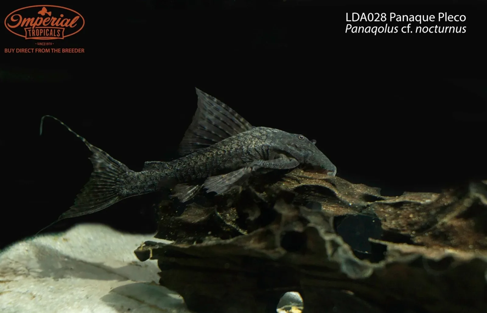 LDA028 Panaque Pleco (Panaqolus cf. nocturnus)