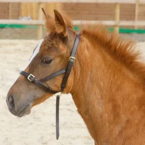 Leather Foal Slip Foal Havana
