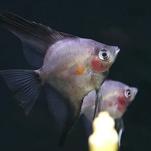 Legend Paraiba Angelfish (Pterophyllum scalare “Legend Paraiba”) – Tank Bred