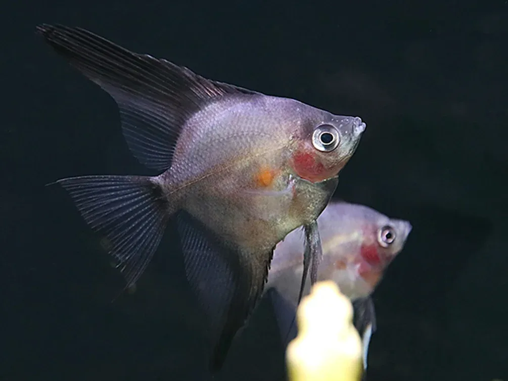 Legend Paraiba Angelfish (Pterophyllum scalare “Legend Paraiba”) – Tank Bred