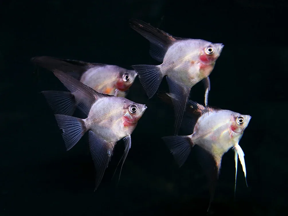 Legend Paraiba Angelfish (Pterophyllum scalare “Legend Paraiba”) – Tank Bred - Image 2