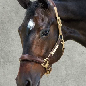 LeMieux® Capella Halter