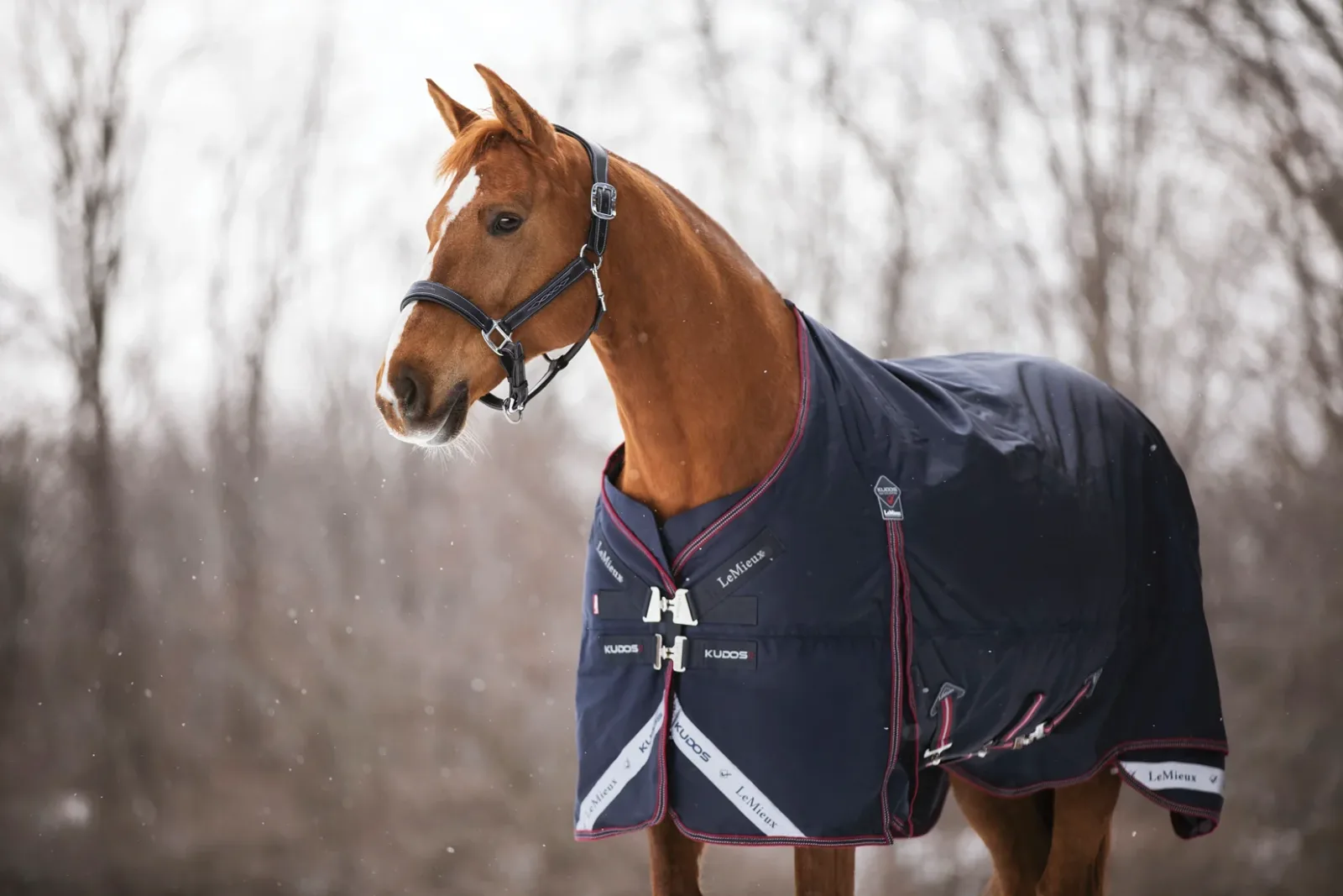 LeMieux® Kudos 350 Gram Turnout Blanket - Image 2